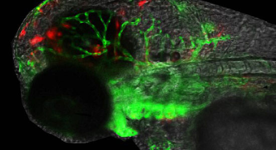 Photo of trangenic-line