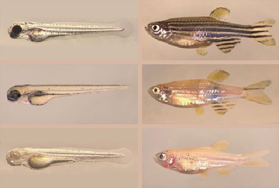Photo of zebrafish
